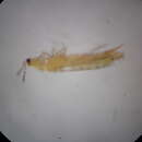 Image of Orchid thrips