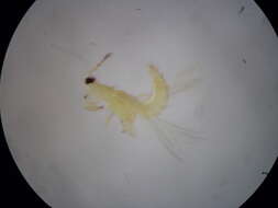 صورة Thrips flavidulus (Bagnall 1923)