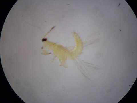 صورة Thrips flavidulus (Bagnall 1923)