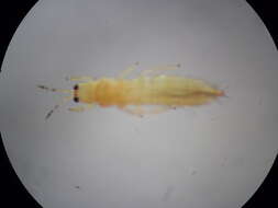 صورة Thrips flavidulus (Bagnall 1923)