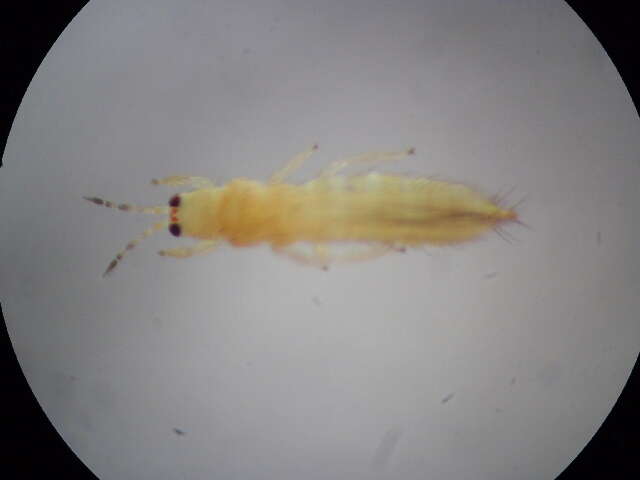 صورة Thrips flavidulus (Bagnall 1923)