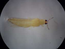 صورة Thrips flavidulus (Bagnall 1923)