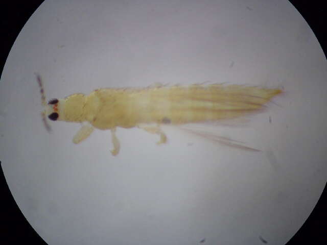 صورة Thrips flavidulus (Bagnall 1923)