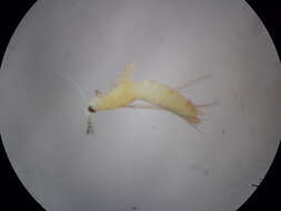 صورة Thrips alatus Bhatti 1980