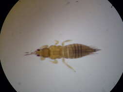 Image of Onion Thrips