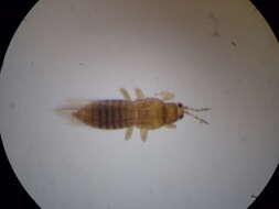 Image of Onion Thrips