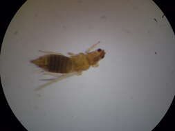 Image of Onion Thrips