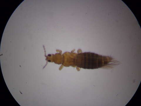 Image of Onion Thrips