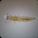 Thrips apicatus Priesner 1934的圖片