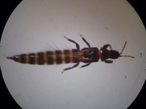 Слика од Haplothrips (Haplothrips) ganglbaueri Schmutz 1913