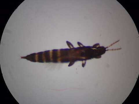 Слика од Haplothrips (Haplothrips) ganglbaueri Schmutz 1913