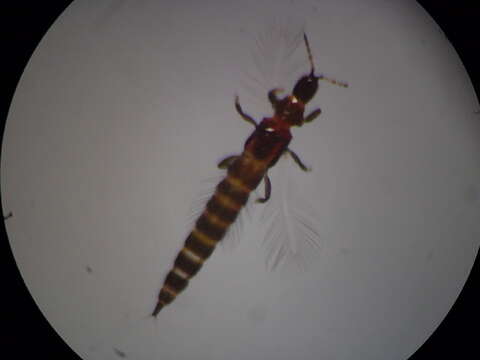 Слика од Haplothrips (Haplothrips) ganglbaueri Schmutz 1913