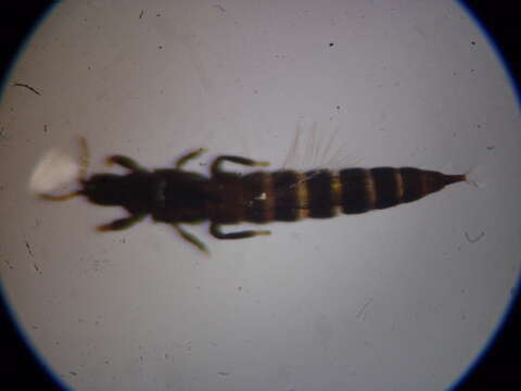 Слика од Haplothrips (Haplothrips) ganglbaueri Schmutz 1913