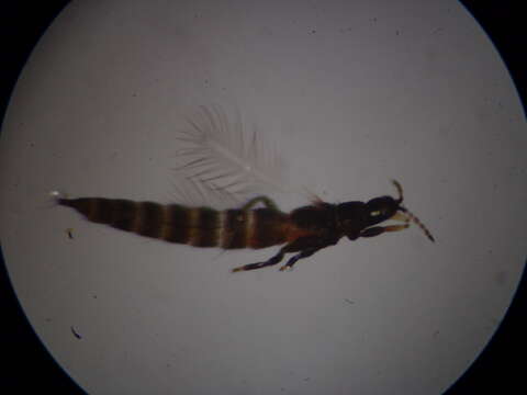 Слика од Haplothrips (Haplothrips) ganglbaueri Schmutz 1913