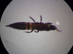 Apterygothrips pellucidus (Ananthakrishnan 1968)的圖片