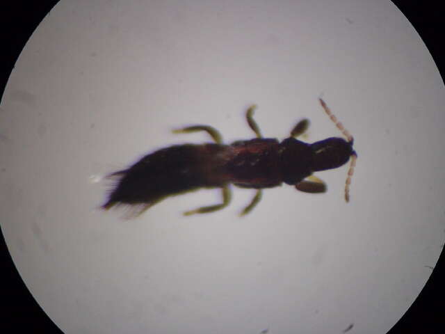 Image of Apterygothrips pellucidus (Ananthakrishnan 1968)