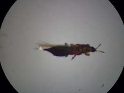 صورة Chirothrips meridionalis Bagnall 1927