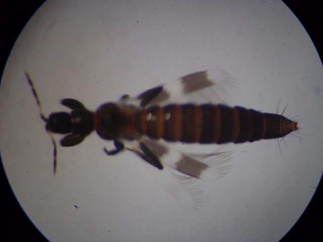 Image of Aeolothrips intermedius Bagnall 1934