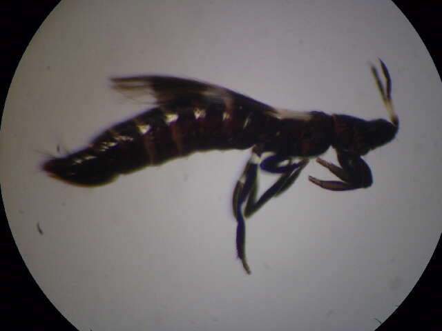 Image of Aeolothrips intermedius Bagnall 1934