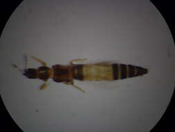 Plancia ëd Anaphothrips sudanensis Trybom 1911