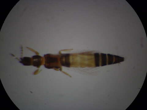 Image of Anaphothrips sudanensis Trybom 1911