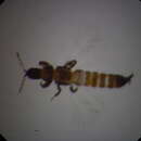 Слика од Haplothrips (Haplothrips) bagrolis Bhatti 1973