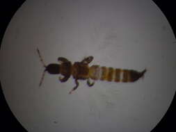 Image of Haplothrips (Haplothrips) bagrolis Bhatti 1973