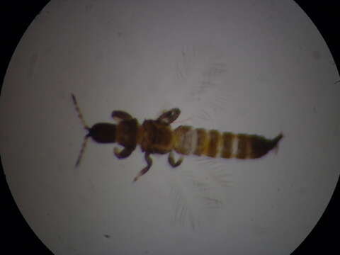 Слика од Haplothrips (Haplothrips) bagrolis Bhatti 1973