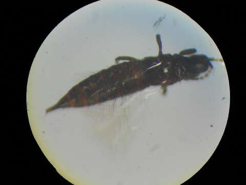 Слика од Haplothrips