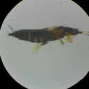 Image of Thrips andrewsi (Bagnall 1921)