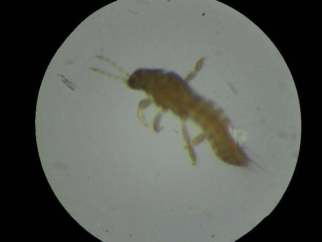 Image of common thrips