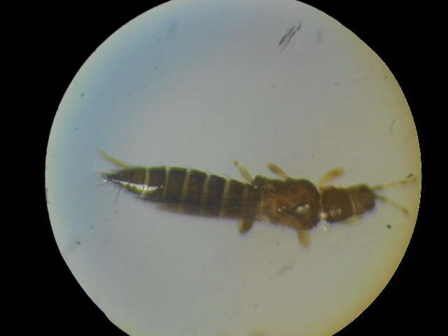 Image of Thrips