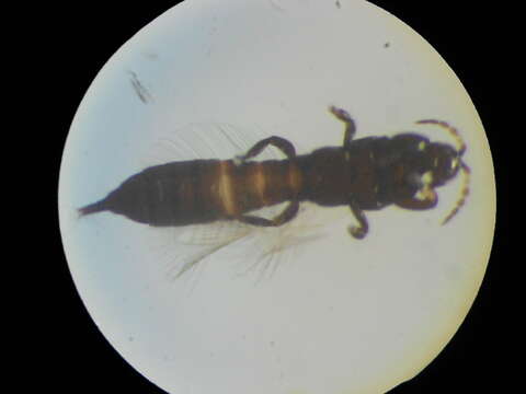 Слика од Haplothrips