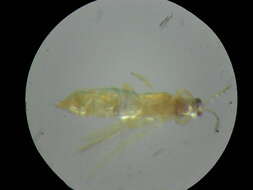 Image of Mycterothrips nilgiriensis (Ananthakrishnan 1960)