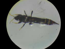 Image of Liothrips (Liothrips) infrequens Muraleedharan & Sen 1981