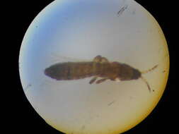 صورة Chirothrips meridionalis Bagnall 1927