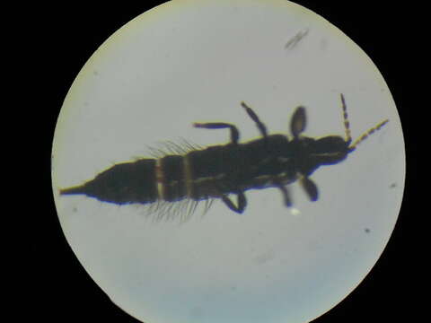 Image of Haplothrips