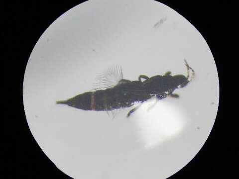 Image of Haplothrips