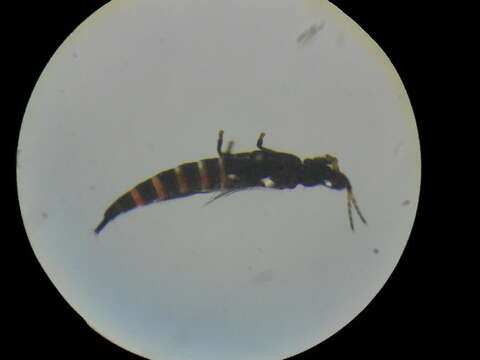 Слика од Haplothrips