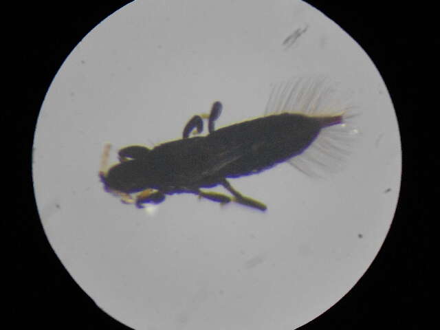 Image of Haplothrips