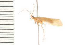 صورة Limnephilus hyalinus Hagen 1861