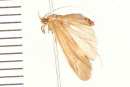 Image of Ceraclea (Athripsodina) tarsipunctata (Vorhies 1909)
