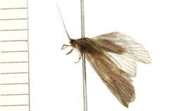 Image of Ceraclea (Athripsodina) alagma (Ross 1938)