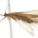 Image of Triaenodes nox Ross 1941