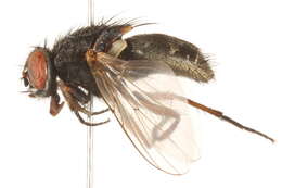 Image of False stable fly