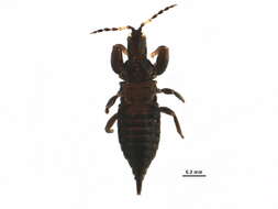 Image of Bactrothrips