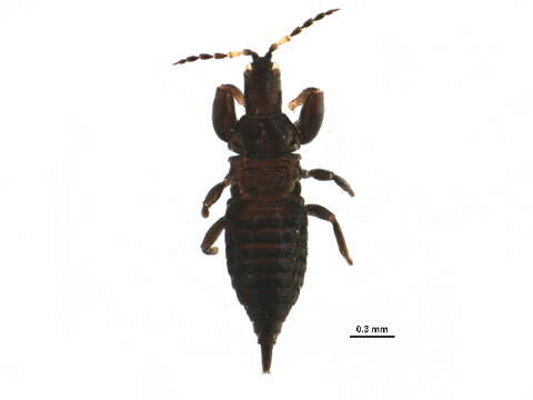 Слика од Bactrothrips