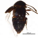 Image of Cypha inexpectata Klimaszewski & Godin 2008