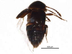 Image of Cypha inexpectata Klimaszewski & Godin 2008