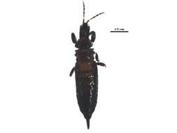 Image of Bactrothrips